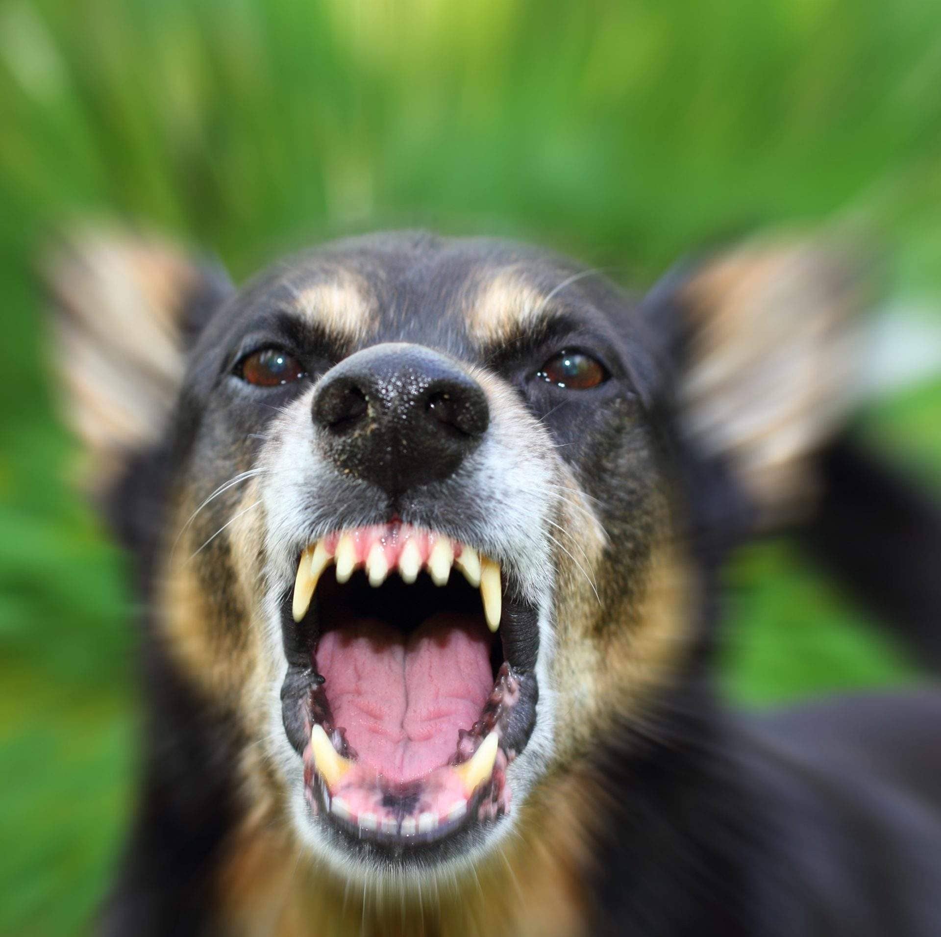 Dog Bites - Scherline Injury Law